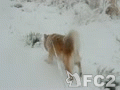 動画:りんちゃん、大吹雪散歩 20140208
