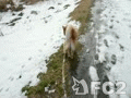 動画:りんちゃん、大雪の翌日散歩。わざわざ、雪の上を歩く?