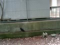 動画:カラス落ちた