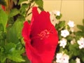 動画:ハイビスカスの開花.mp4